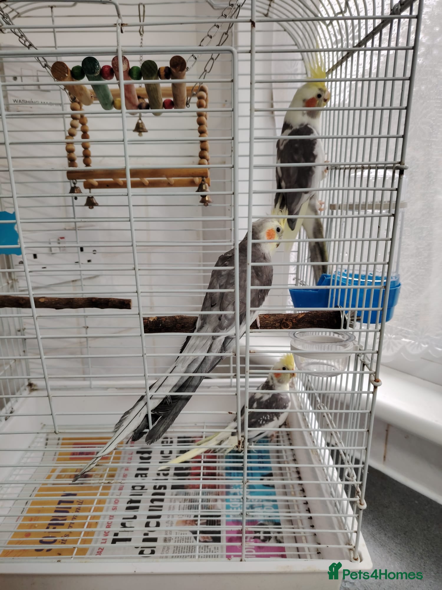 Cockatiels birds lovely cockatiels - Advert 15