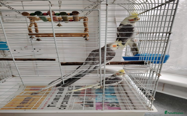 Cockatiels birds - Advert 1