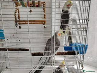 Cockatiels birds lovely cockatiels - Advert 10