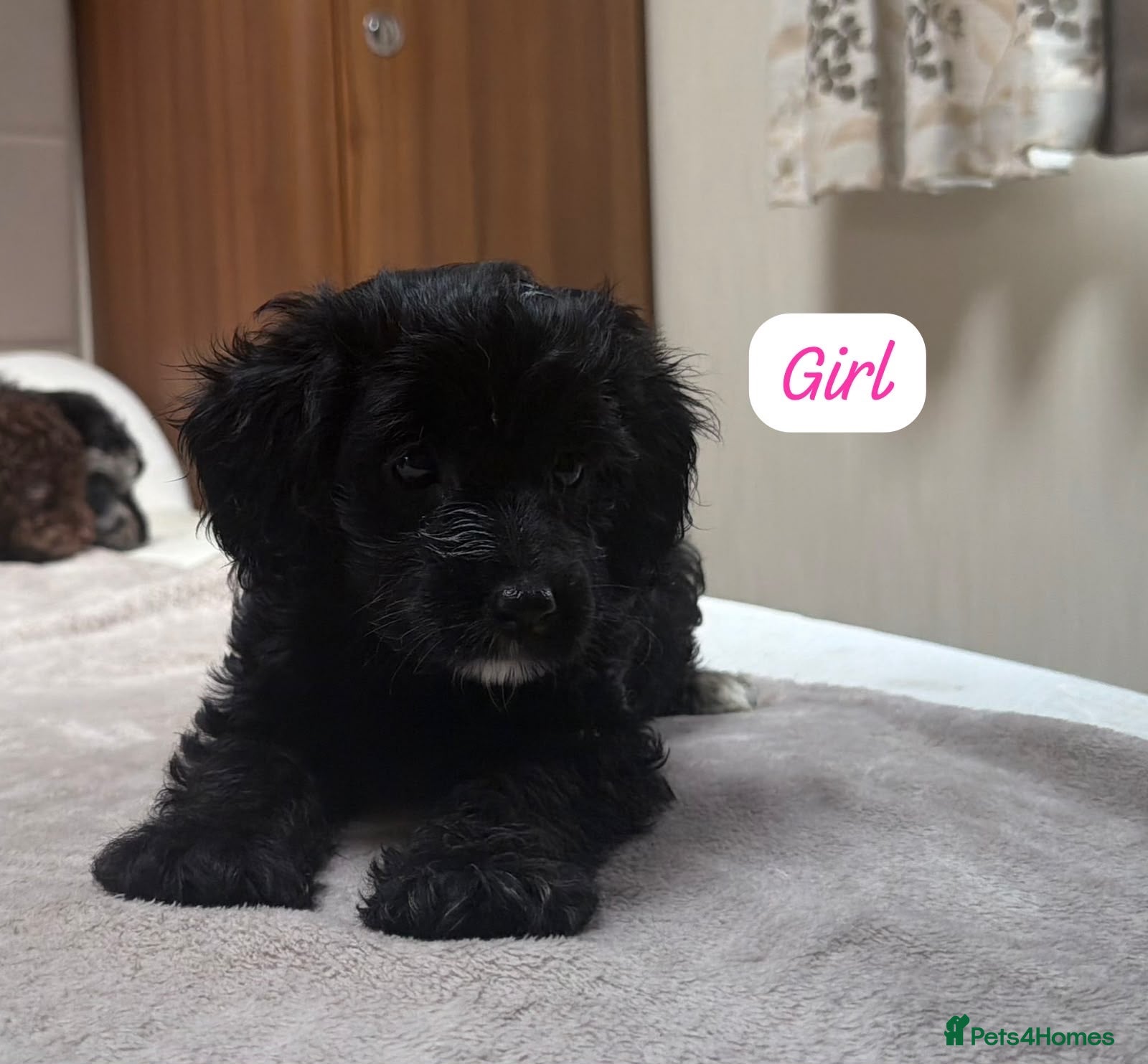 Cockapoo dogs Cockapoo girl available now - Advert 1