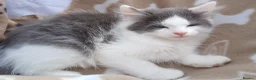 British Longhair cats for sale: READY NOW!!!! Stunning kittens - Advert 17