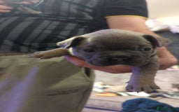 French Bulldog dogs for sale:  🐶 Adorable French Bulldog Puppies December! 🐶 - Image 6