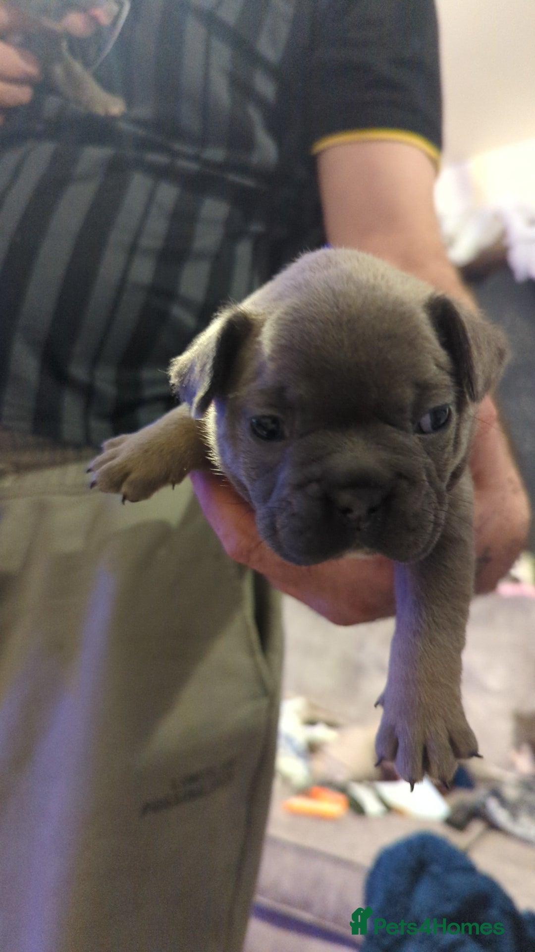 French Bulldog dogs for sale:  🐶 Adorable French Bulldog Puppies December! 🐶 - Image 6