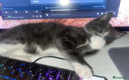 Domestic Shorthair cats for sale: Adorable Grey & White Kitten Looking for a home. - Image 2