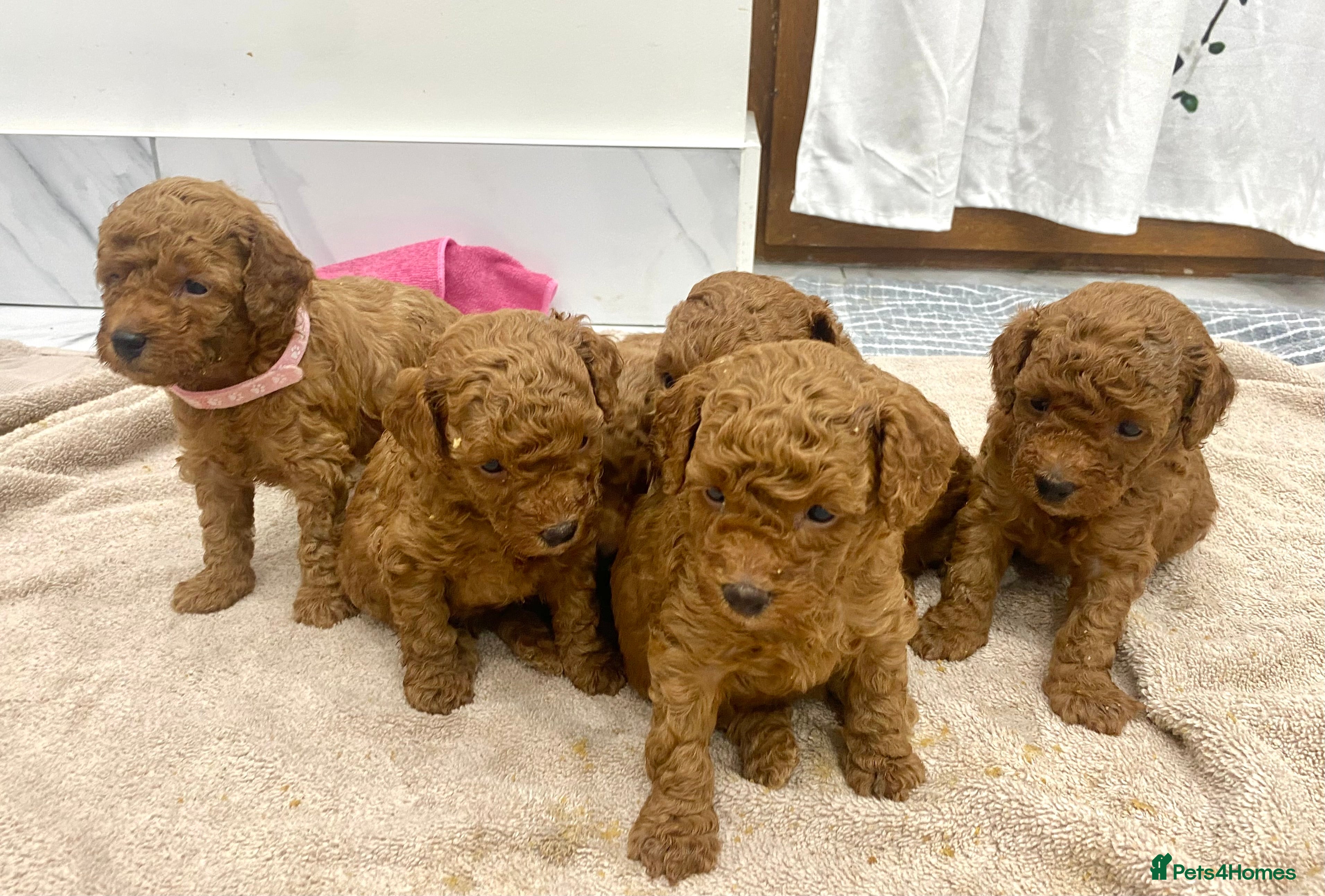 Toy Poodle dogs Pure red toy poodle FEMALE puppies for sale - Advert 6