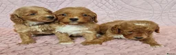 Cockapoo dogs for sale: Beautiful health clear Cockapoo's in Staines - Advert 14