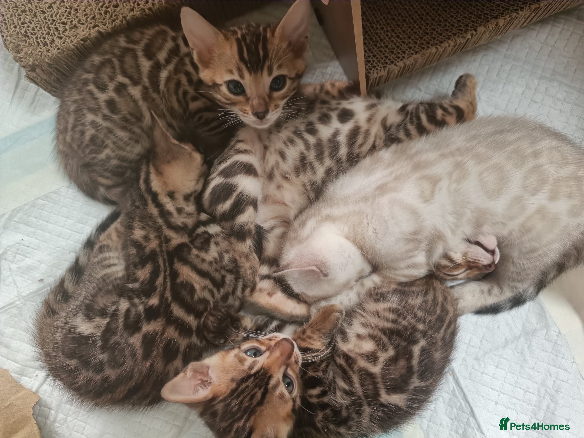 Bengal cats Absolutely beautiful pedigree bengal kittens - Advert 2
