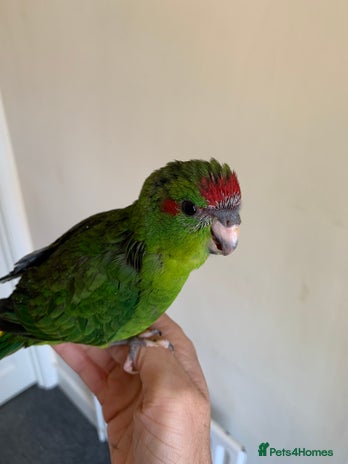 Parakeets birds - Advert 3