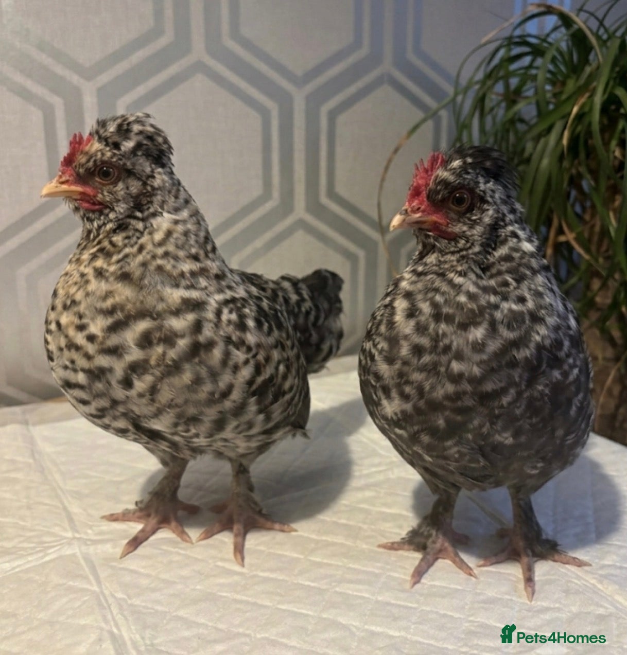 Chickens poultry Two roosters  - Advert 1
