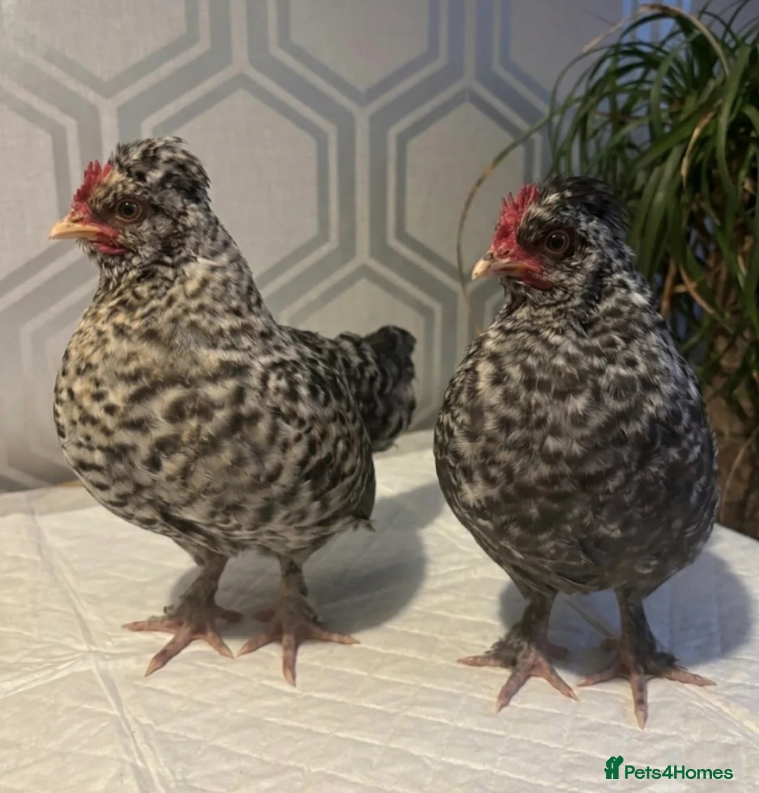 Chickens poultry for sale: Two roosters  - Advert 1