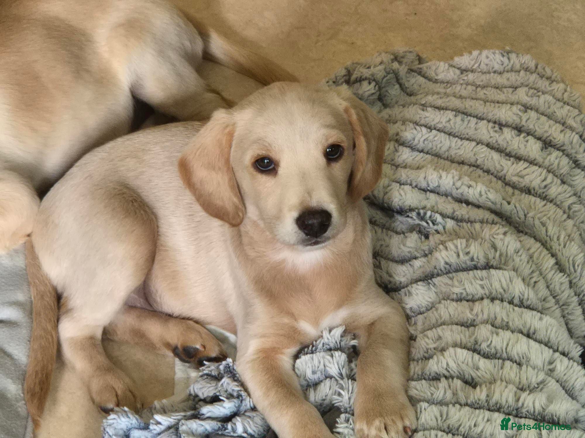 Labradoodle dogs One wee Labrador cross puppy left - Advert 3