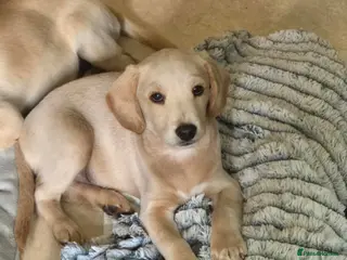 Labradoodle dogs One wee Labrador cross puppy left - Advert 11