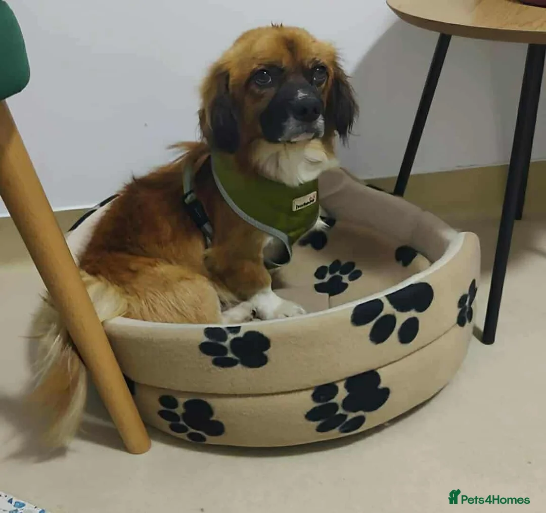 Mixed Breed dogs for adoption: Gorgeous Crunchie  in Newbridge - Advert 4