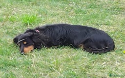Dachshund dogs for sale: Gorgeous long haired daschund - Image 2