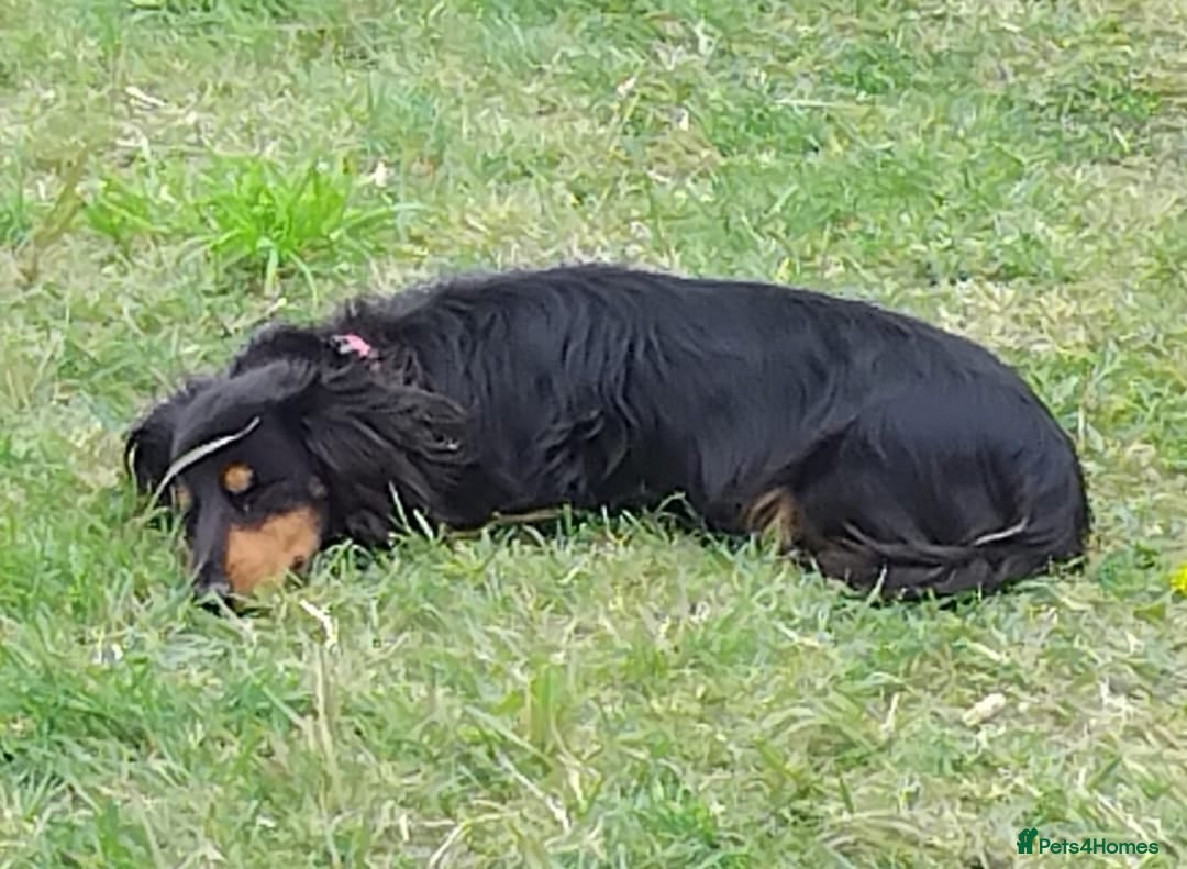 Dachshund dogs for sale: Gorgeous long haired daschund - Image 2
