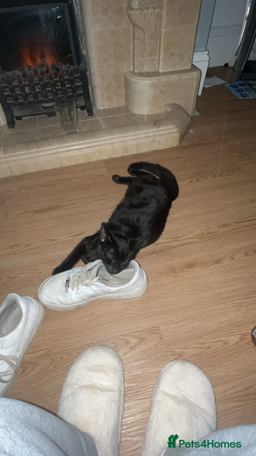 Domestic Shorthair cats for sale: Socks and midnight  - Advert 6