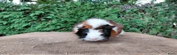 Guinea Pig rodents for sale: Baby boar guinea-pigs - Advert 3