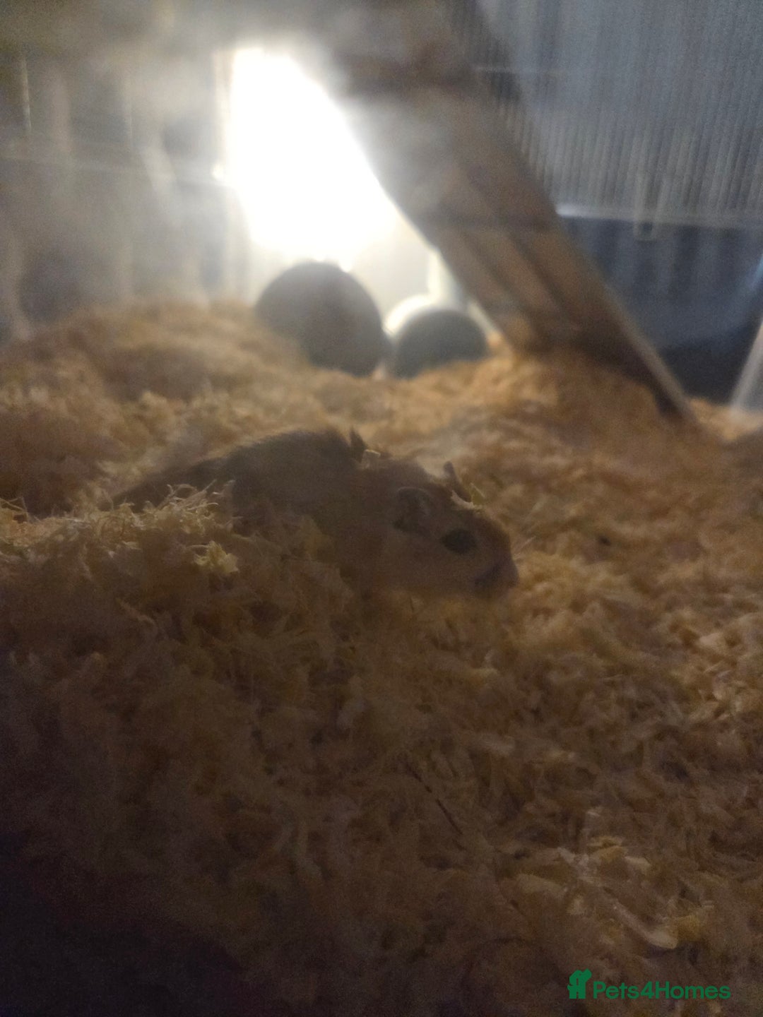 Gerbil rodents for sale: Free 2 male gerbils with enclosure - Advert 2