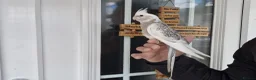 Cockatiels birds for sale: Super hand tamed baby cockatiels  - Advert 14