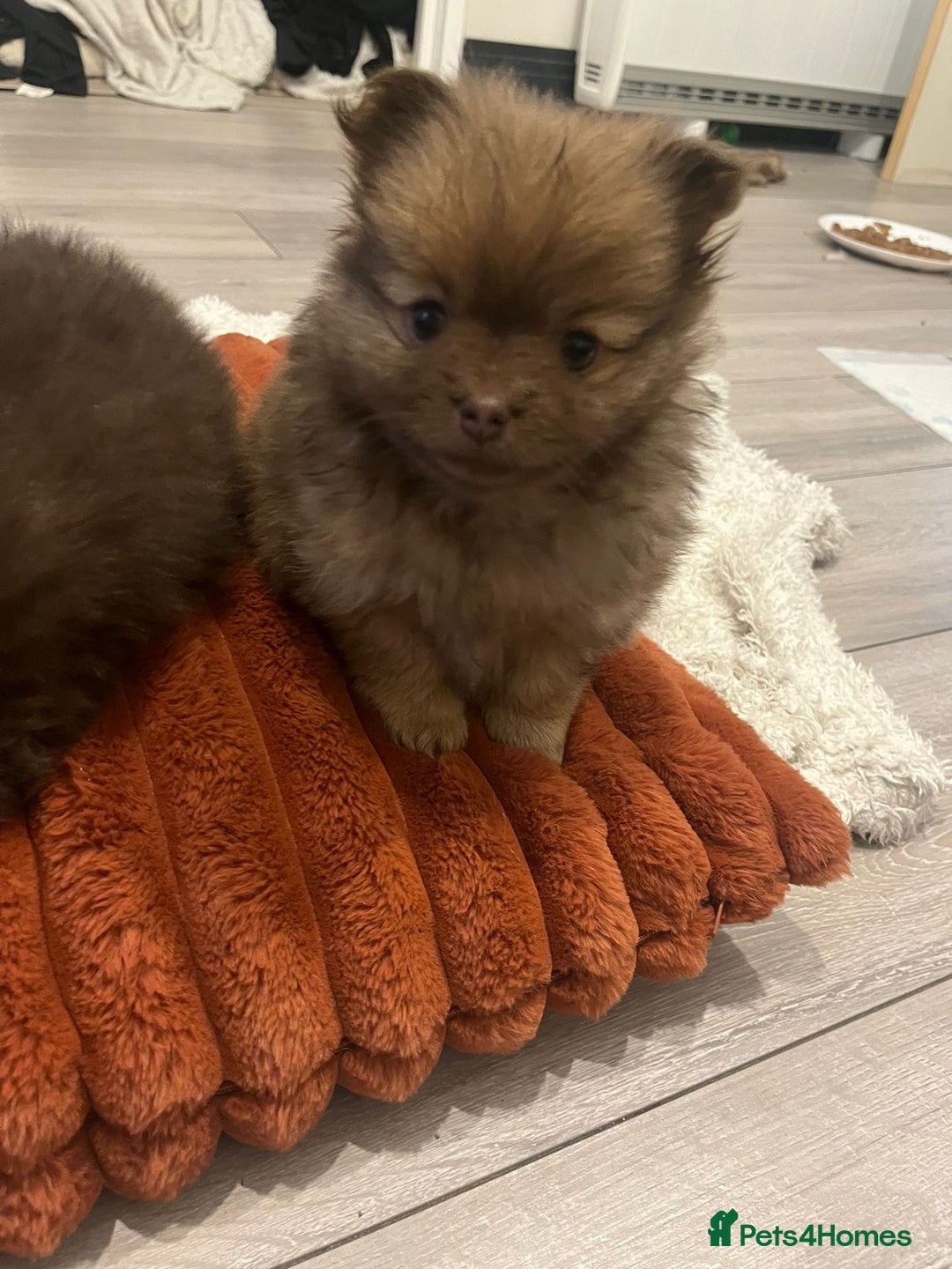 Pomeranian dogs for sale: Beautiful short snout kc pomeranian puppies - Image 10