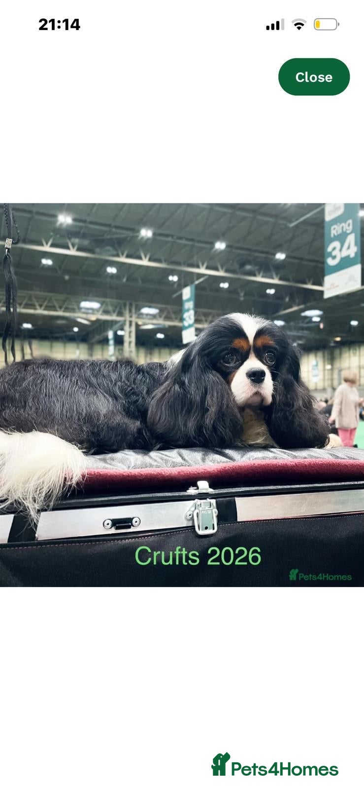 Cavalier King Charles Spaniel dogs Exceptional cavalier King Charles puppies  - Advert 2