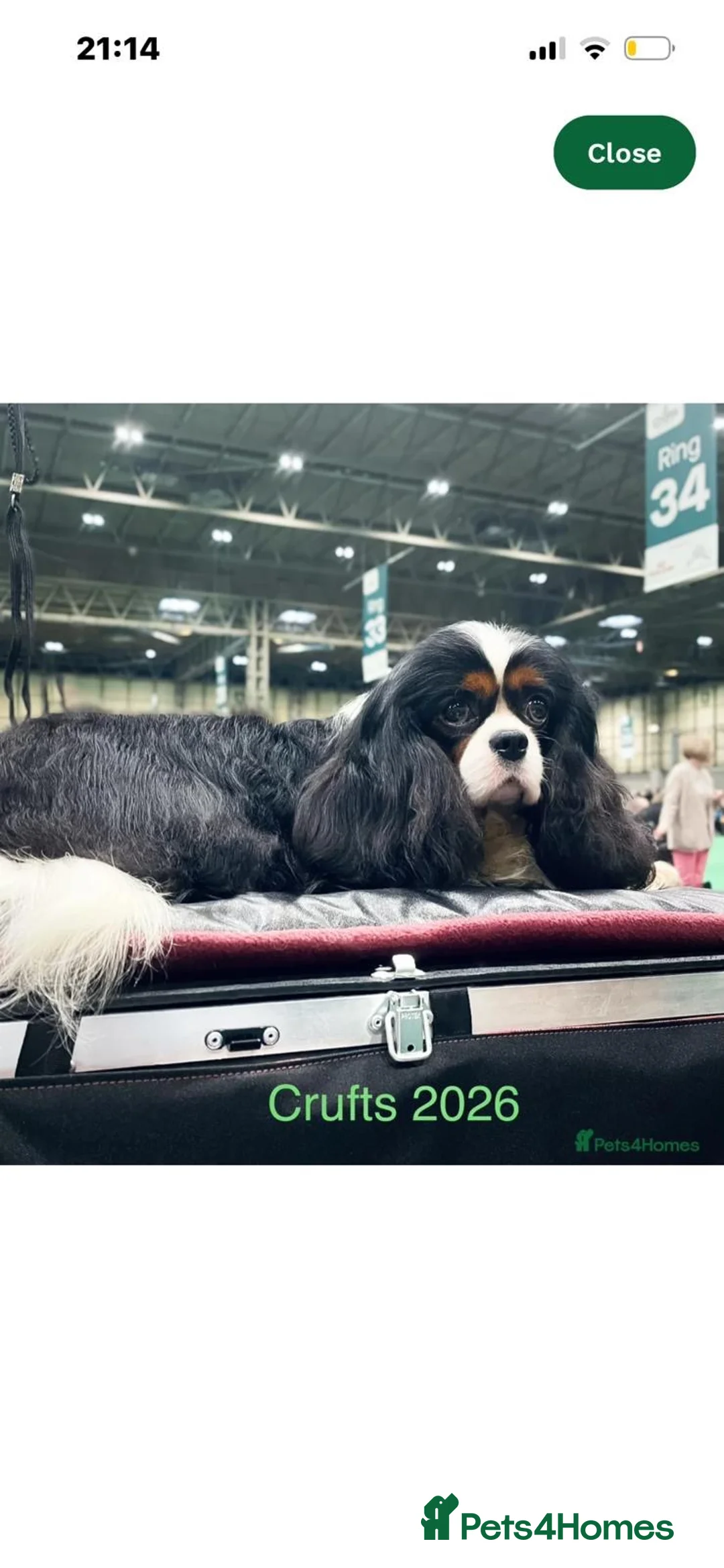 Cavalier King Charles Spaniel dogs for sale: Exceptional cavalier King Charles puppies  - Advert 2
