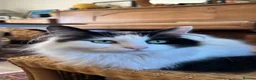 British Longhair cats for sale: Beautiful long haired female cat for sale - Advert 8