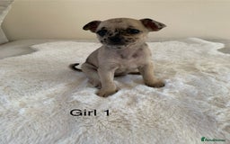 Mixed Breed dogs for sale: Chug puppies  - Image 3