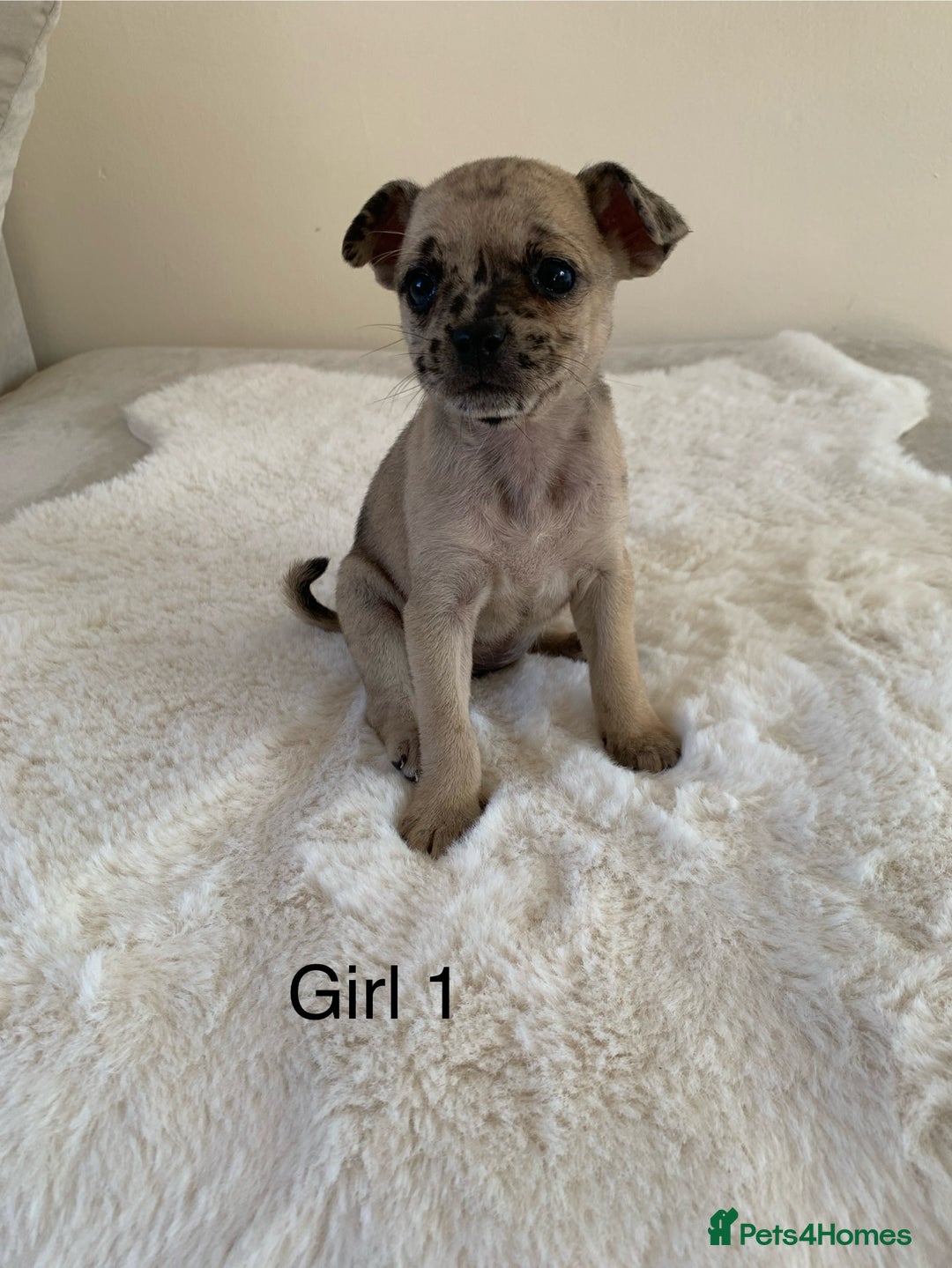 Mixed Breed dogs for sale: Chug puppies  - Image 3