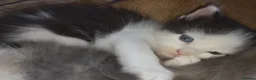 Maine Coon cats for sale: Beautiful Maine Coon babies looking for families - Advert 7