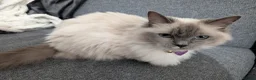 Ragdoll cats for sale: Beautiful Female Ragdoll - Advert 1