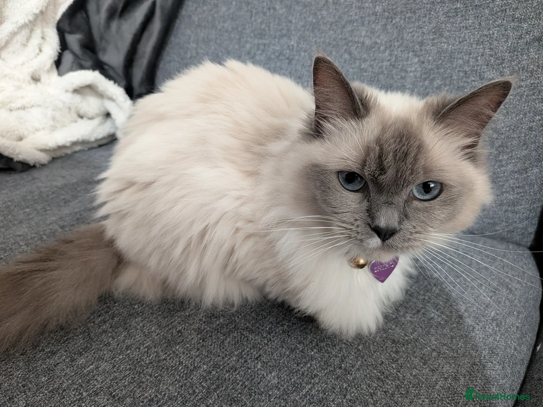Ragdoll cats for sale: Beautiful Female Ragdoll - Advert 1