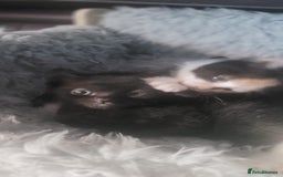 Mixed Breed cats for sale: Beautiful kittens needing loving homes - Image 17