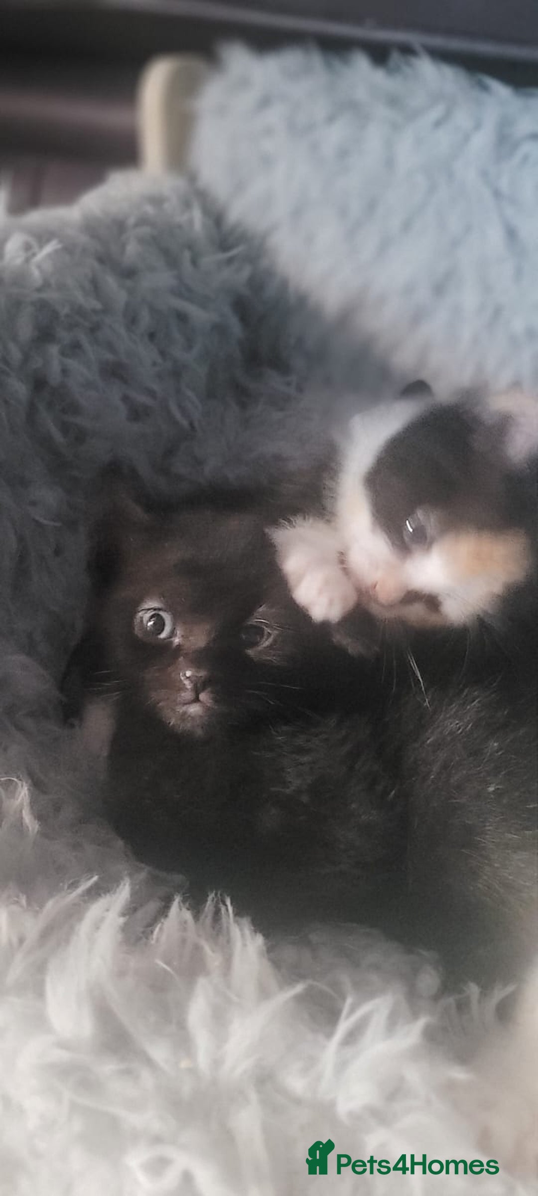 Mixed Breed cats for sale: Beautiful kittens needing loving homes - Image 17