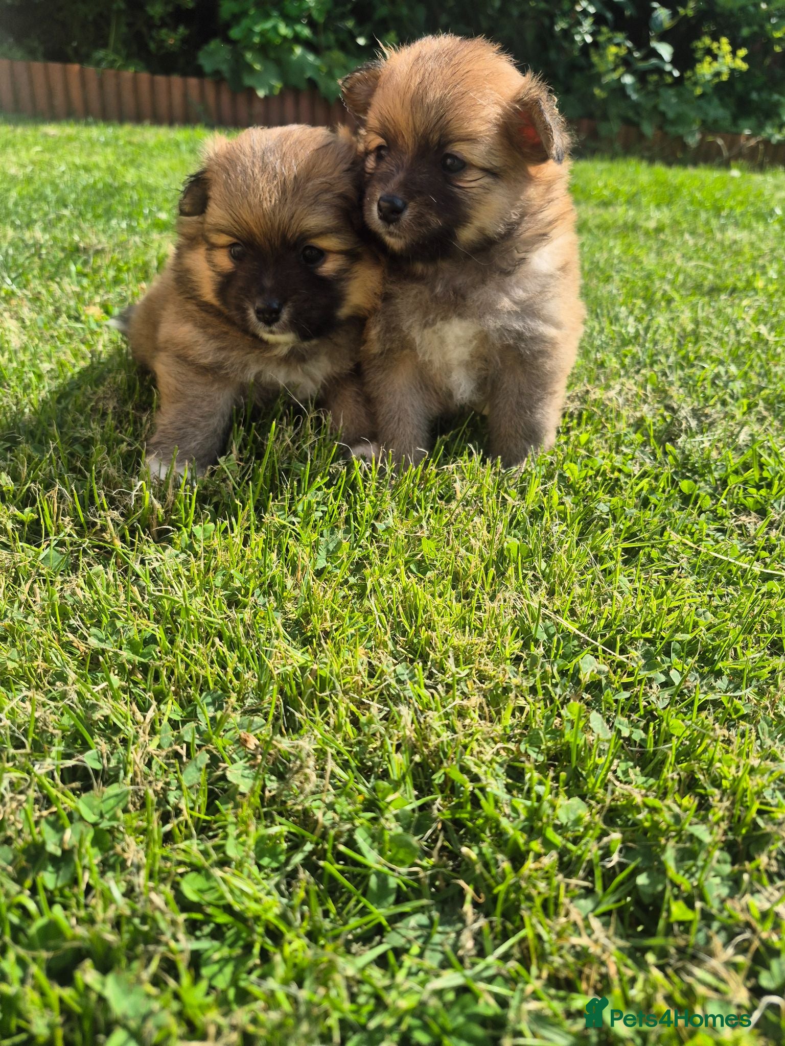 Pomeranian dogs 5 beautiful pomeranian puppies - Advert 1