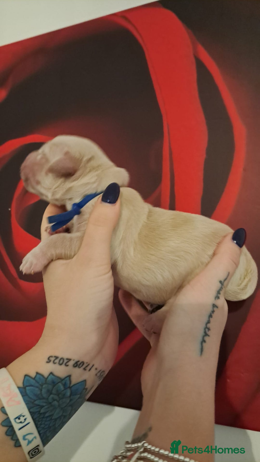 Golden Retriever dogs for sale: European bloodline GR puppies  - Advert 5