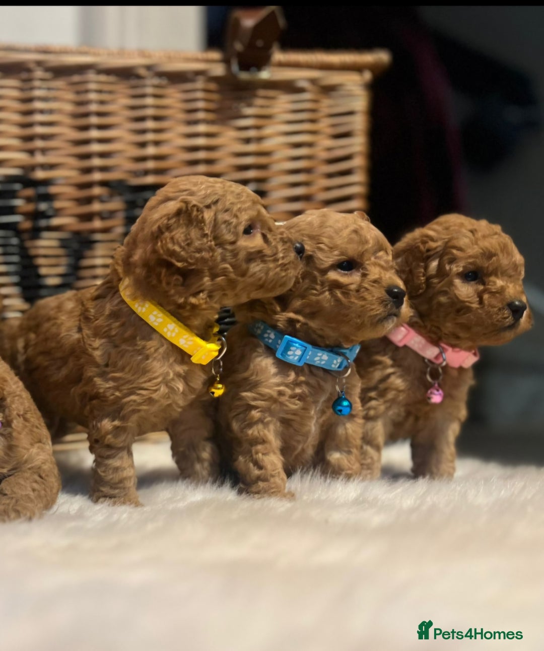 Cavapoo dogs for sale: Double curly coat cavapoo pups - Advert 2