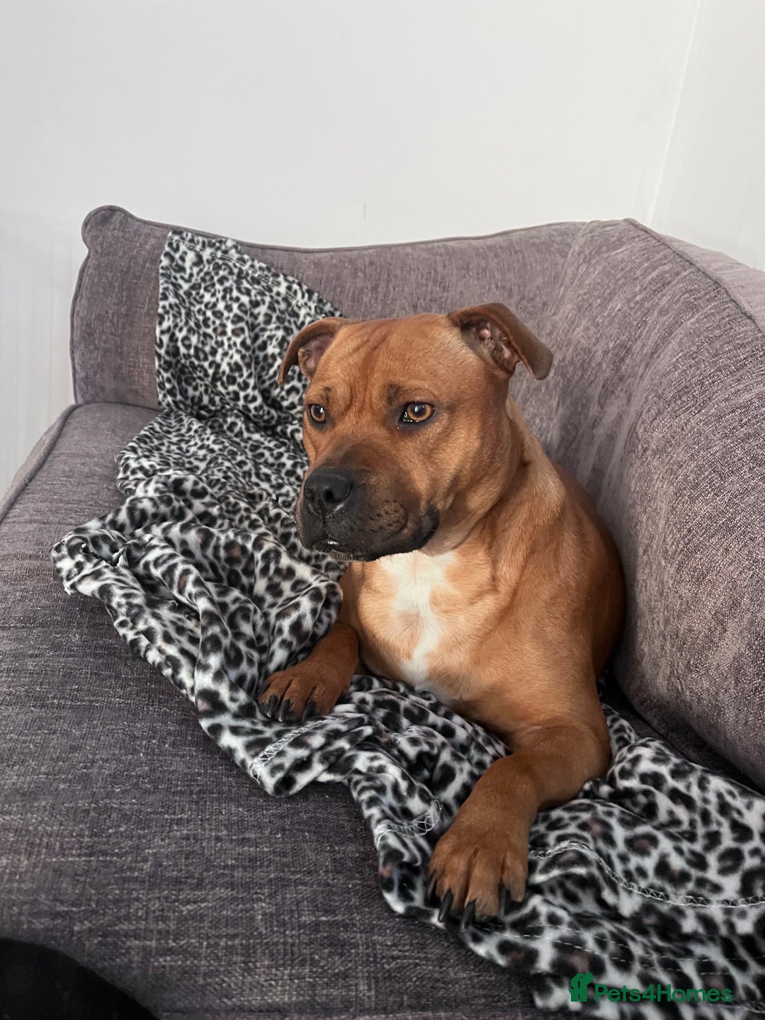 Staffordshire Bull Terrier dogs for sale: Red staffy pups  - Advert 1