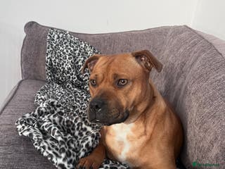 Staffordshire Bull Terrier dogs Red staffy pups - Advert 10