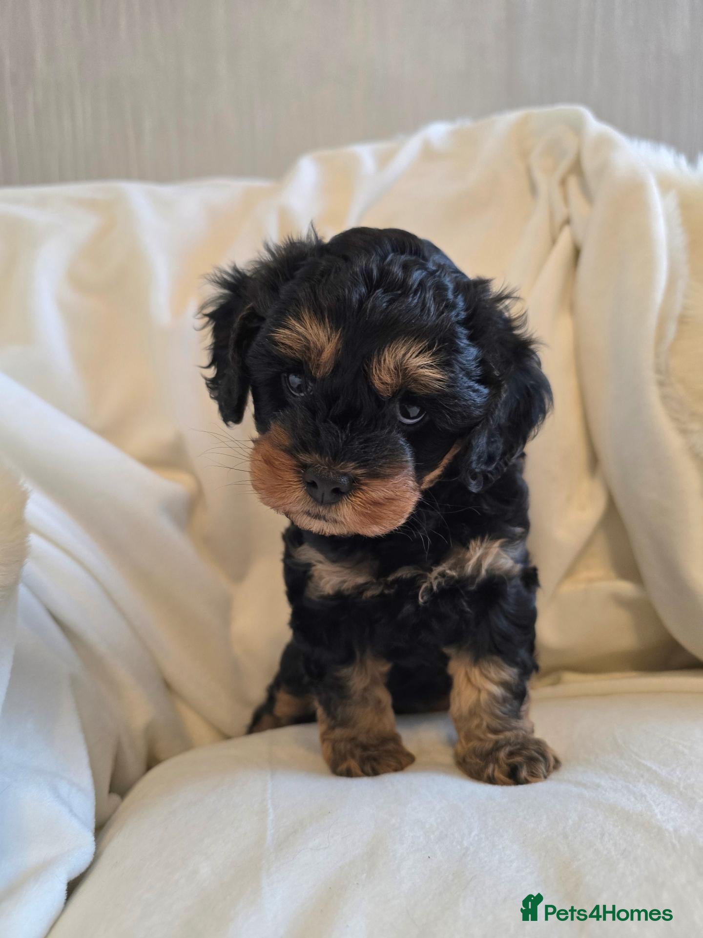 Cavalier King Charles Spaniel dogs Stunning Cavapoos  - Advert 1