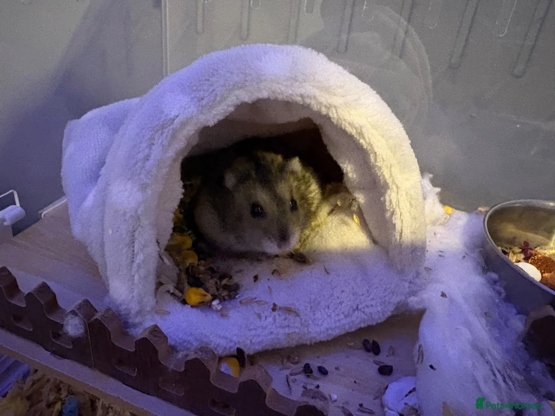 Hamster rodents for sale: Hamster and cage for sale  - Advert 2