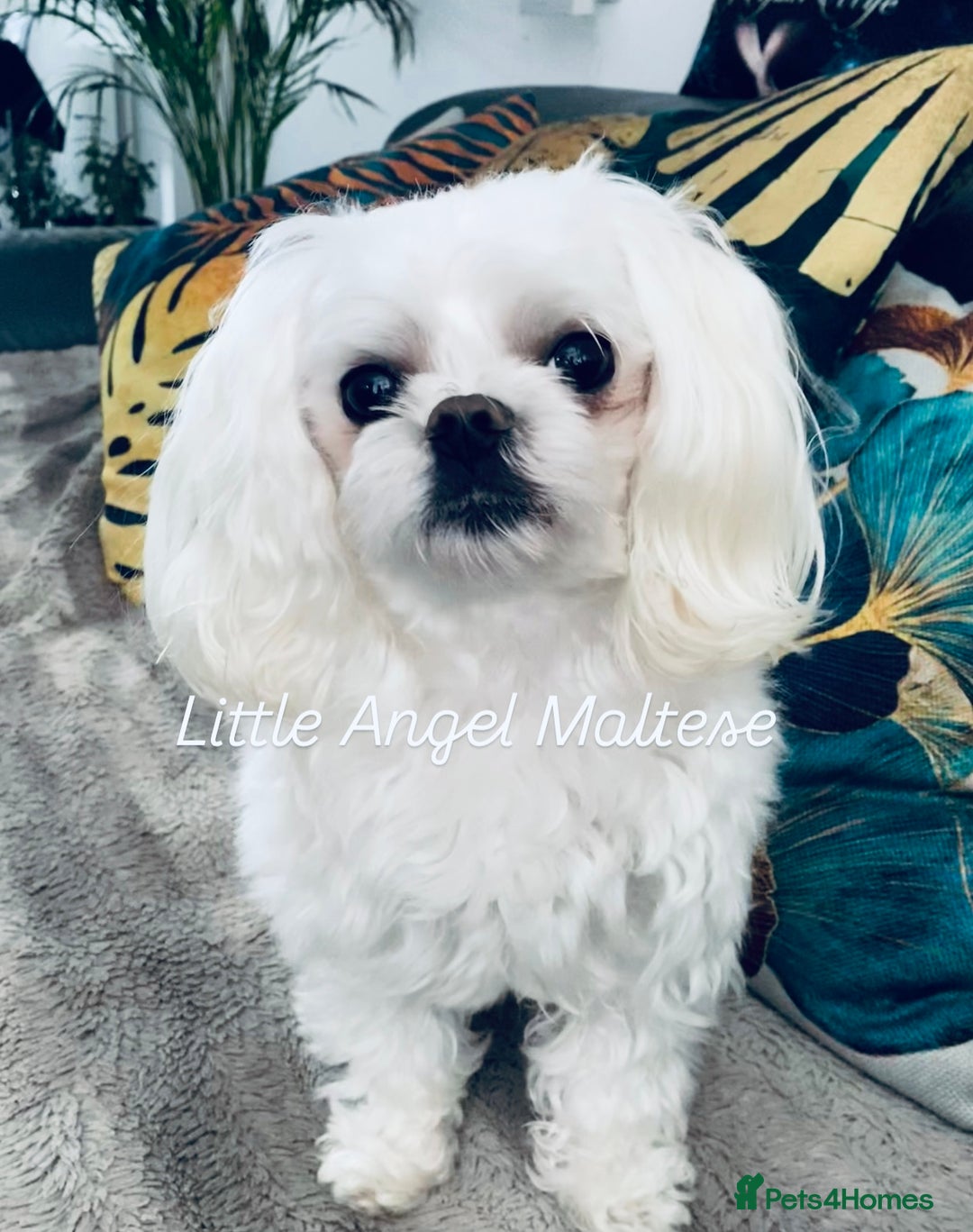 Maltese dogs for stud: 🌟Stunning KC Reg Korean Maltese boy for STUD in Waltham Cross - Advert 3