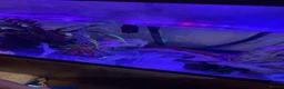 Axolotl reptiles for sale: Full Axolotl set up plus Fluval Tank - Advert 12