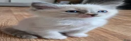 Ragdoll cats for sale: Beautiful fluffy Ragdolls - Advert 5
