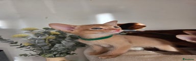 Abyssinian Kitten 1