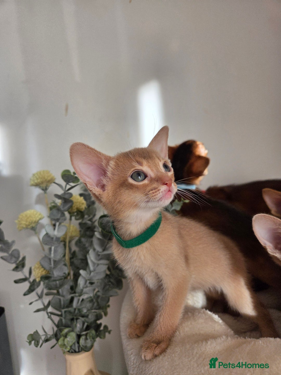 Abyssinian cats for sale: Gorgeous Tica  Abyssinian Kittens  - Advert 23
