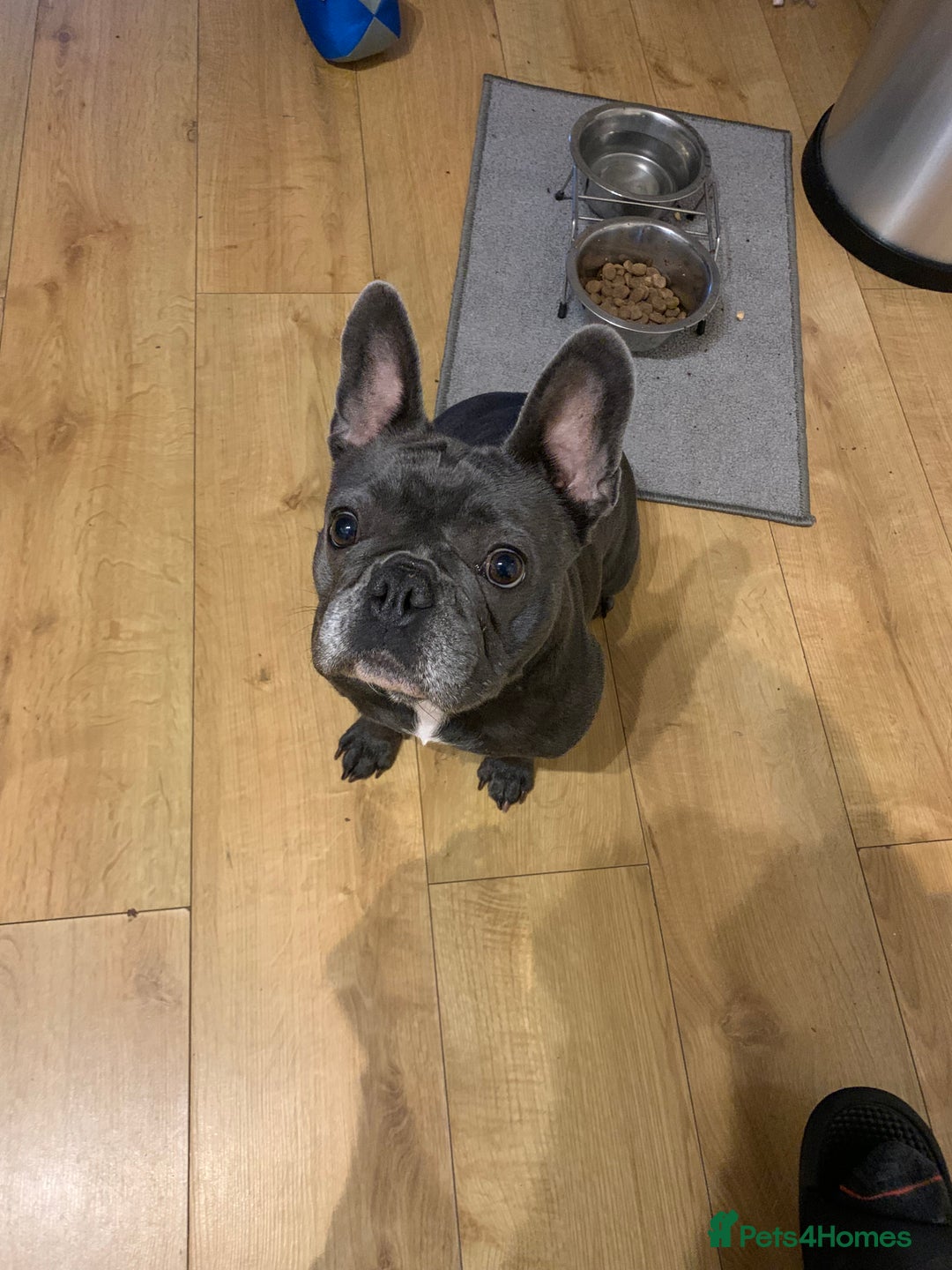 French Bulldog dogs for sale: Frenchie looking for a new home - Advert 1