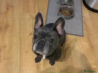 French Bulldog dogs Frenchie looking for a new home - Advert 17