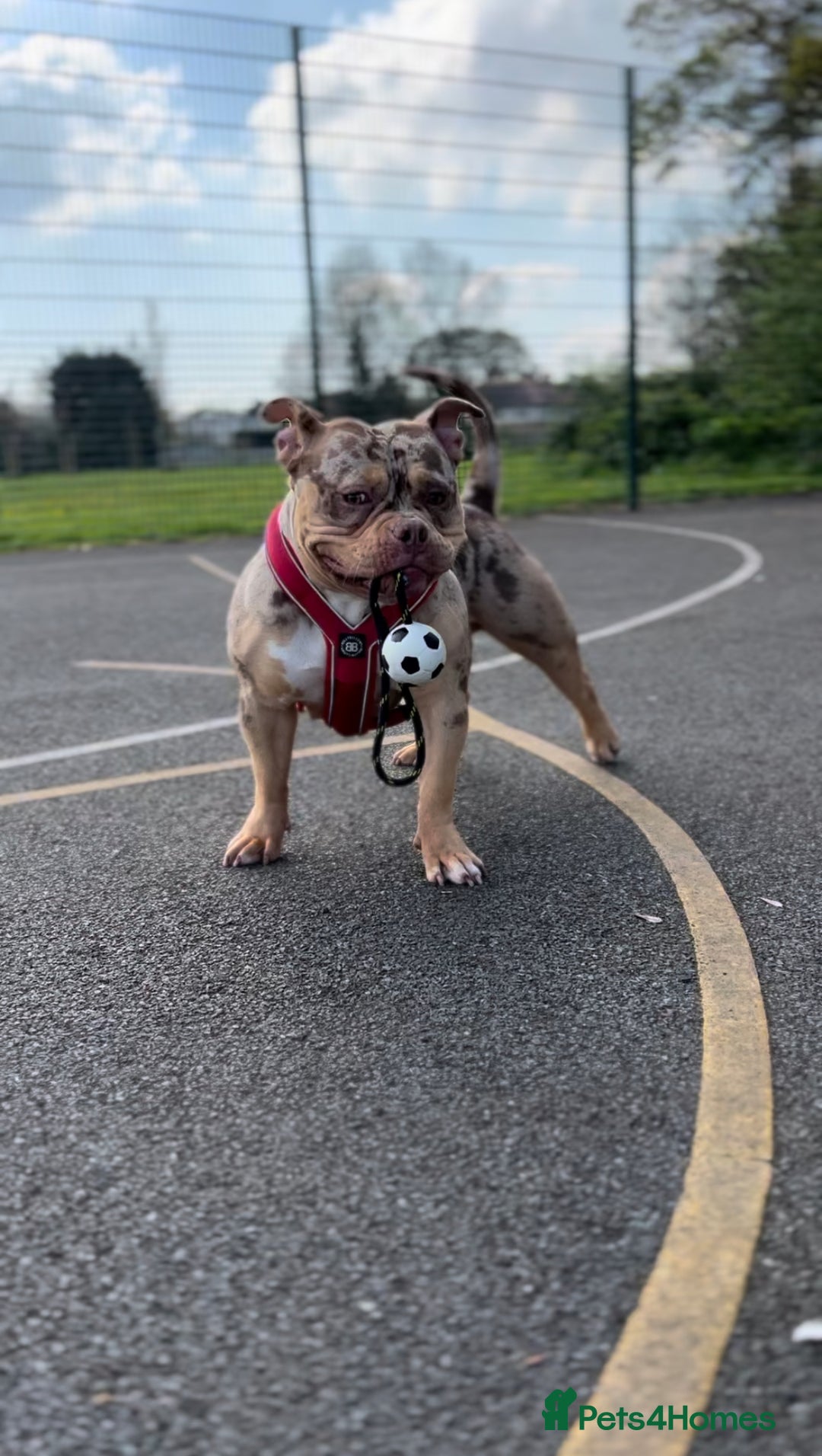 Mixed Breed dogs for sale: 3 year old female pocket bully - Advert 4