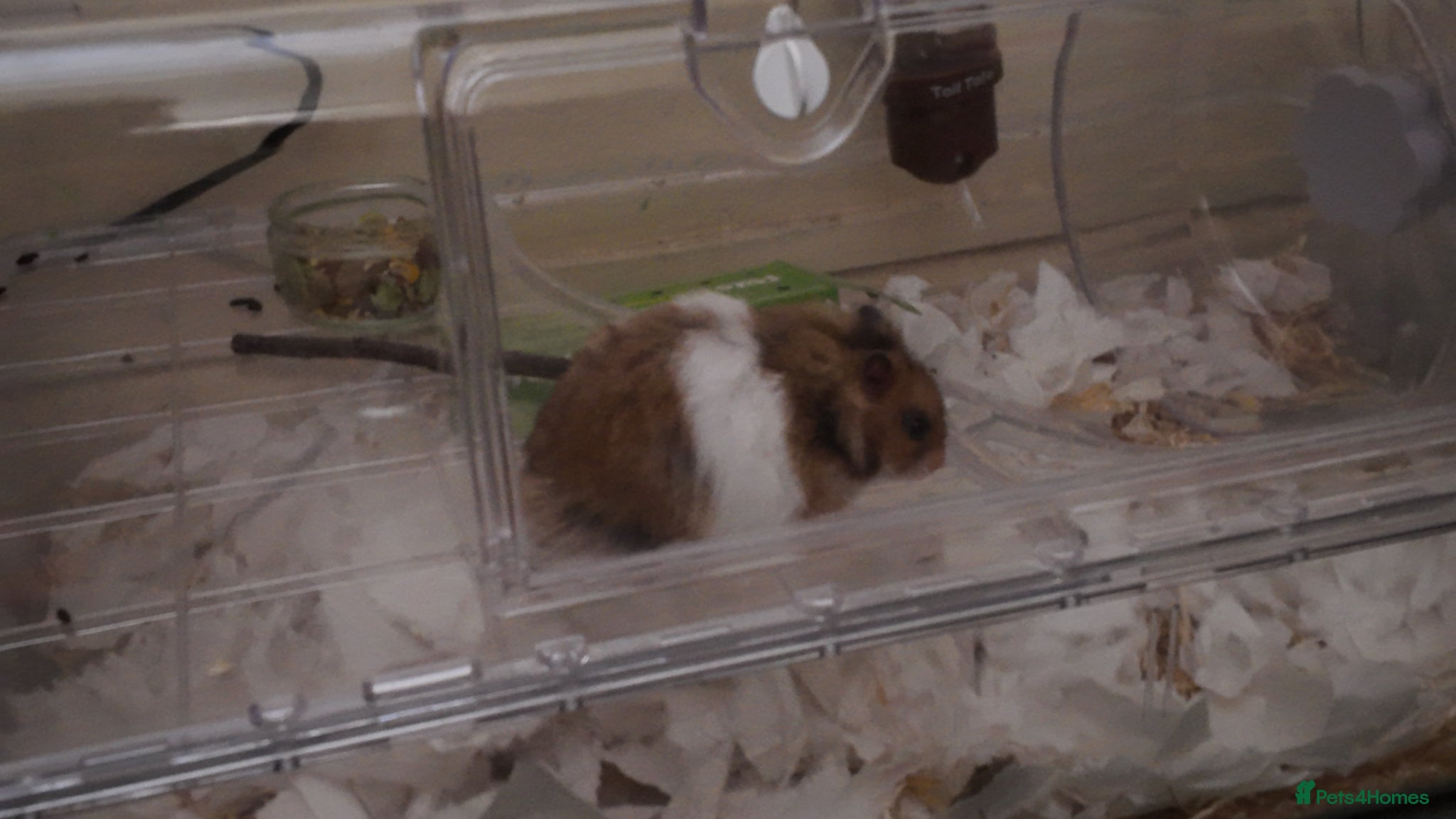 Hamster rodents Friendly Syrian Hamster + Full Deluxe Setup - Advert 4